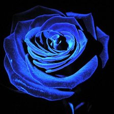 Оригинал схемы вышивки «Голубая роза» (№369127)