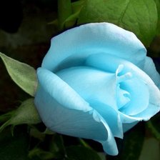 Оригинал схемы вышивки «Голубая роза» (№369154)