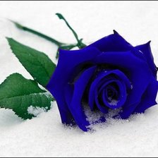 Оригинал схемы вышивки «Синяя роза» (№369183)