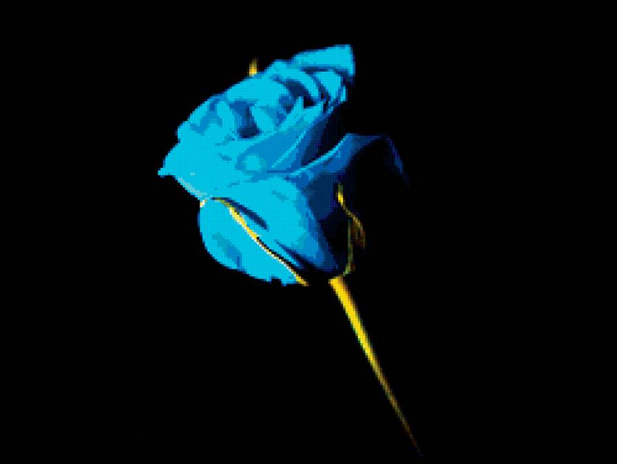 Голубая роза - цветы, черный фон - предпросмотр