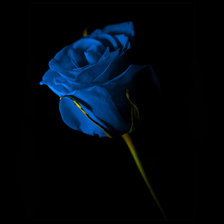 Оригинал схемы вышивки «Голубая роза» (№369189)