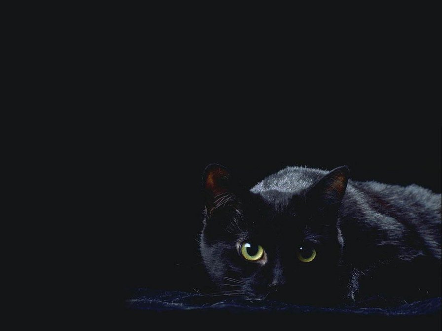 Чёрная кошка - черный фон - оригинал