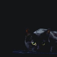 Оригинал схемы вышивки «Чёрная кошка» (№369253)