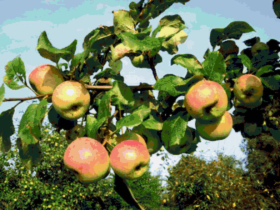 яблоки - лето, фрукты, яблоки, сады - предпросмотр