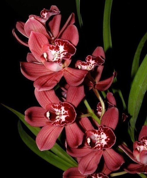 Орхидеи - цветы, орхидеи - оригинал