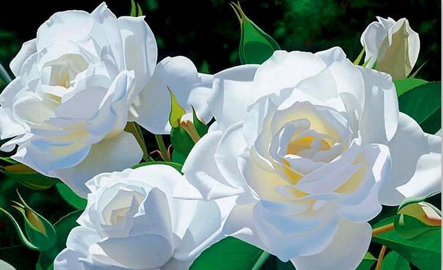 Белые розы - цветы - оригинал