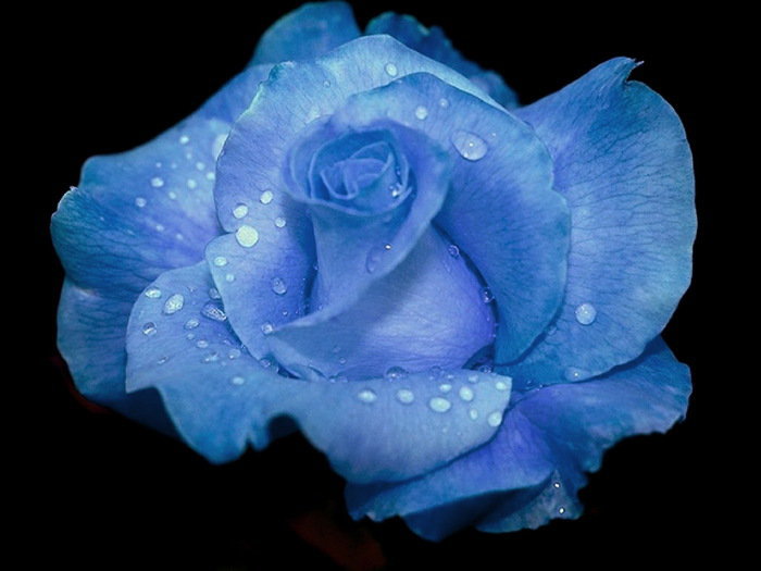 Голубая роза - подушка, цветы - оригинал