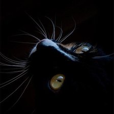 Оригинал схемы вышивки «Черная кошка» (№371699)