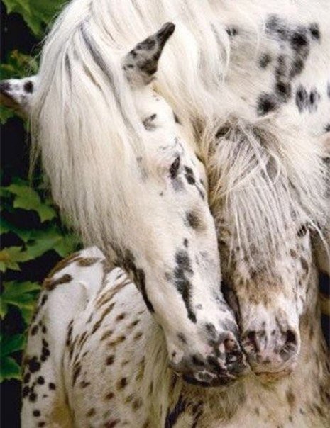 Любовь матери - лошади - оригинал