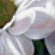 Предпросмотр схемы вышивки «Белая хризантема» (№371988)
