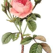 Оригинал схемы вышивки «роза» (№372273)