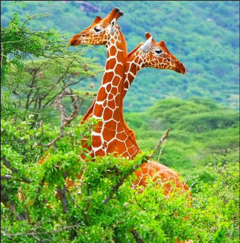 Королевские жирафы - жирафы лес - оригинал