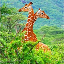 Королевские жирафы