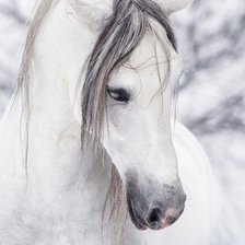Схема вышивки «Лошадь белая»