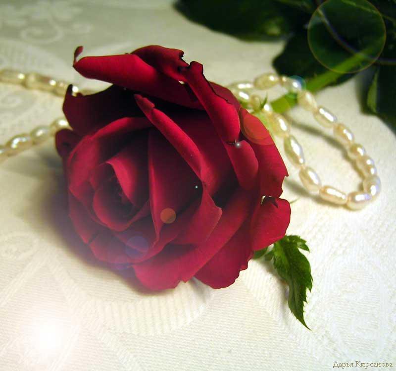№373010 - жемчуг, цветок, роза - оригинал