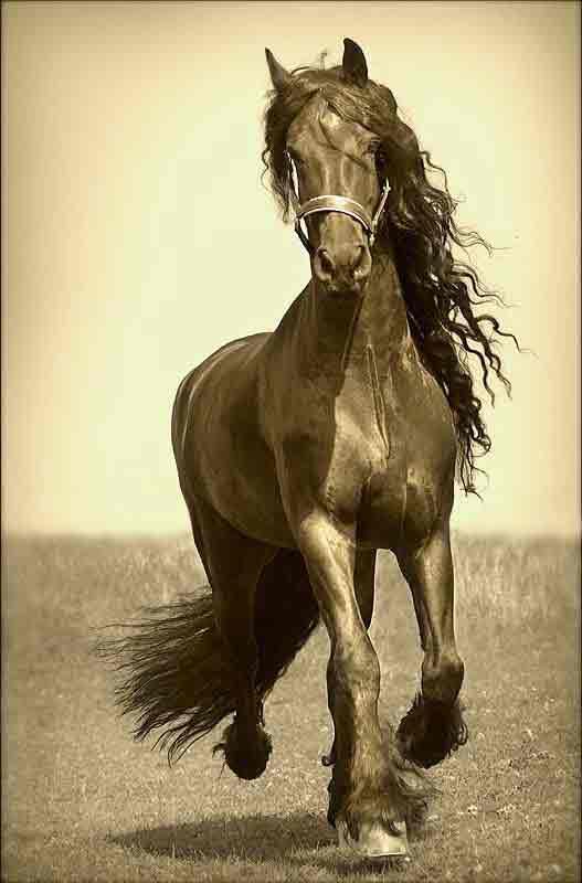 Фризская лошадь - лошадь, фриз - оригинал