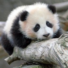 Панда детеныш
