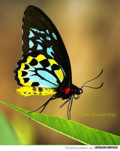 бабочка - насекомые, красота, лето, бабочка - оригинал