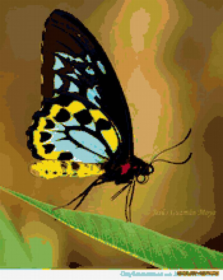 бабочка - лето, красота, бабочка, насекомые - предпросмотр