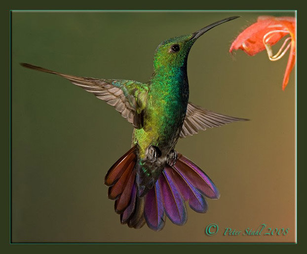 колибри - природа, колибри, птицы, цветы, райские птицы - оригинал