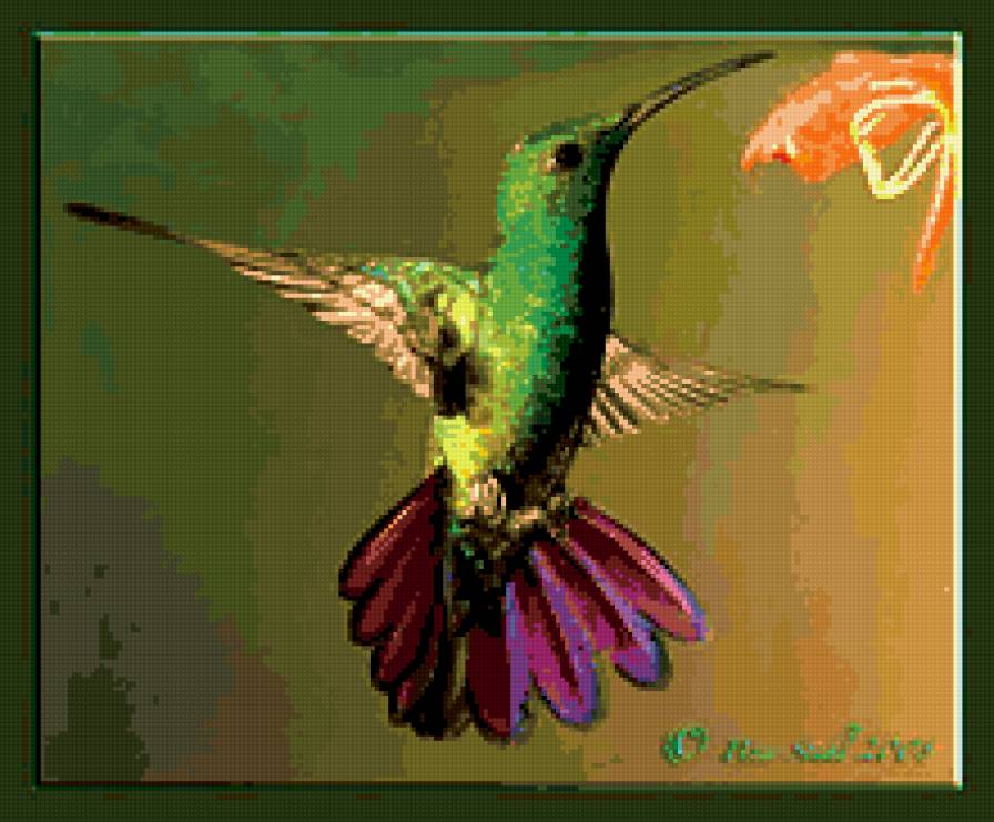 колибри - райские птицы, птицы, природа, цветы, колибри - предпросмотр