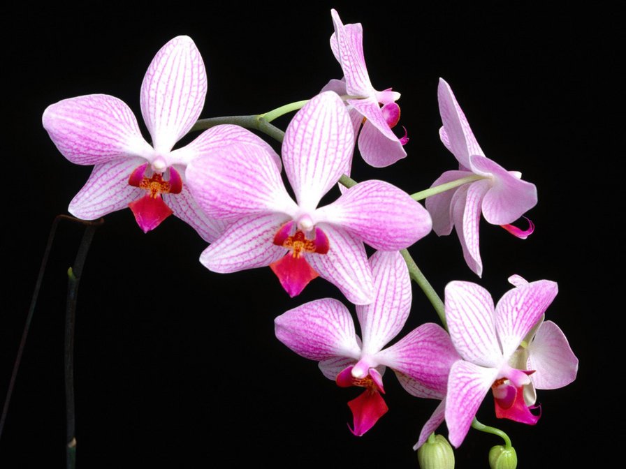 Орхидея - цветы, красота, орхидеи - оригинал