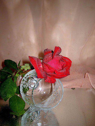 №377600 - роза, цветы, натюрморт - оригинал