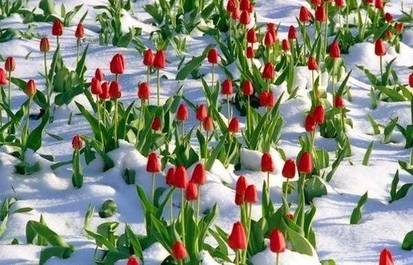 тюльпаны в снегу - цветы, снег, тюльпаны - оригинал