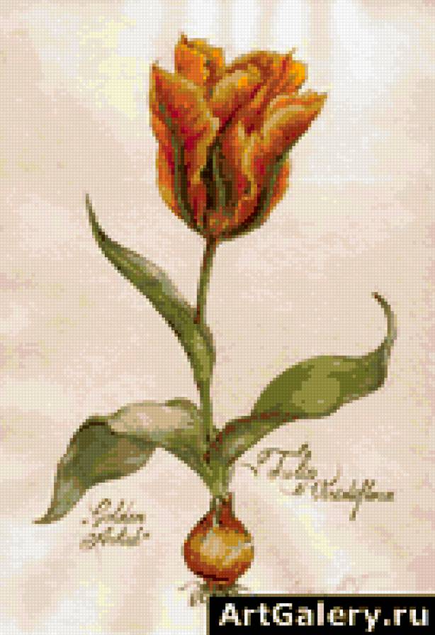 тюльпан из книги - цветы, тюльпан - предпросмотр