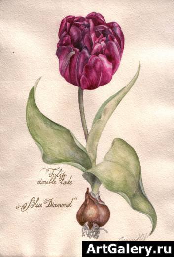 махровый тюльпан - цветы, тюльпан - оригинал