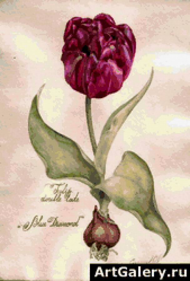 махровый тюльпан - тюльпан, цветы - предпросмотр