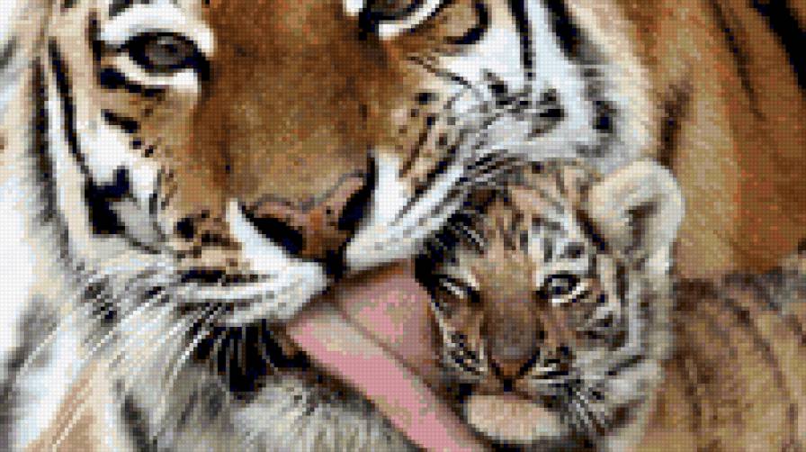 Тигр3 - животные, тигр - предпросмотр