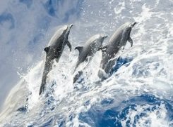 дельфины - волна, дельфин, море - оригинал