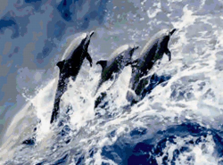 дельфины - море, дельфин, волна - предпросмотр