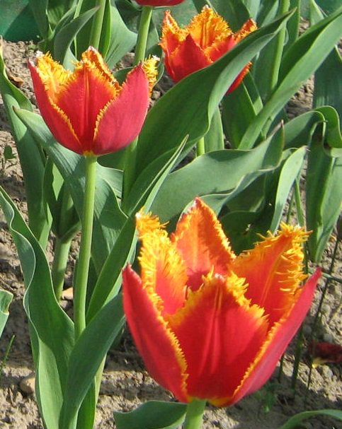 Тюльпан - тюльпан, цветы, весна - оригинал