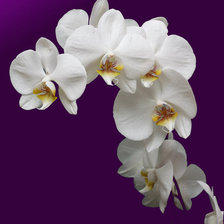 Оригинал схемы вышивки «орхидея» (№379903)