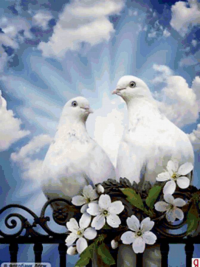 Любовь и голуби - голуби, красота, любовь - предпросмотр