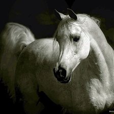Оригинал схемы вышивки «белая лошадь» (№380071)