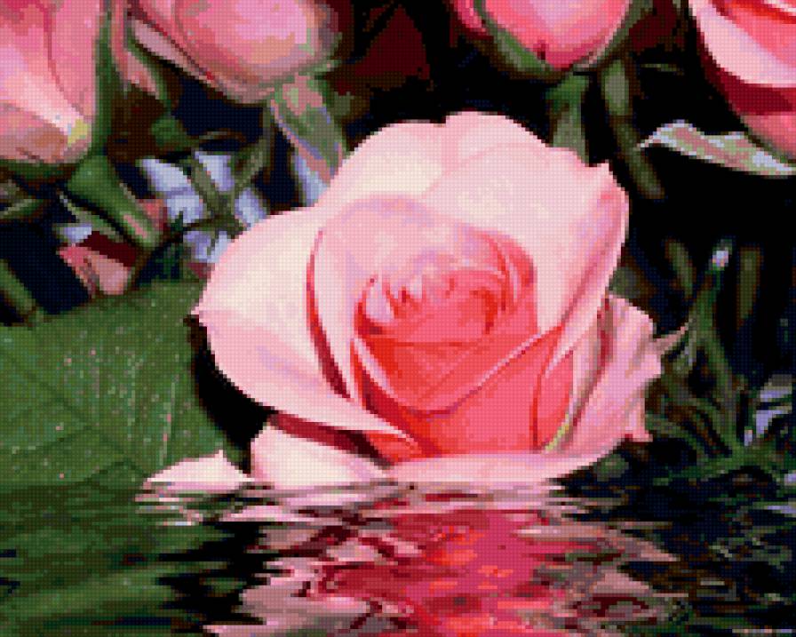 розовая роза - цветы - предпросмотр