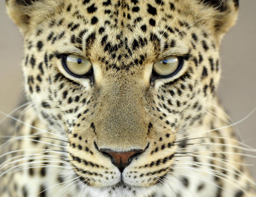 Ах этот взгляд... - красавец, взгляд, глаза охотника, леопард - оригинал