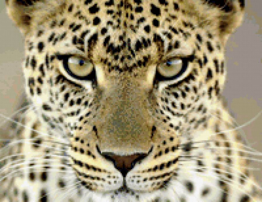 Ах этот взгляд... - красавец, взгляд, глаза охотника, леопард - предпросмотр