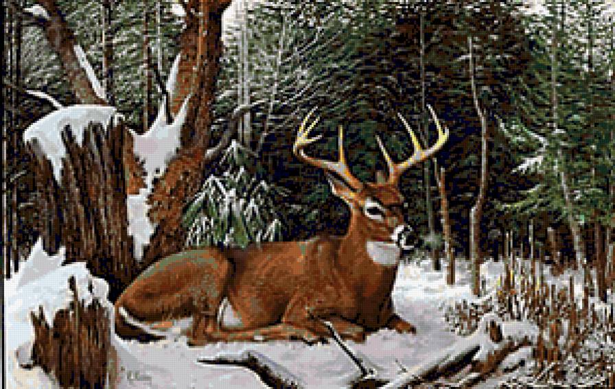 Олень - елки, животные, пейзаж, зима, лес, снег, олени, олень - предпросмотр