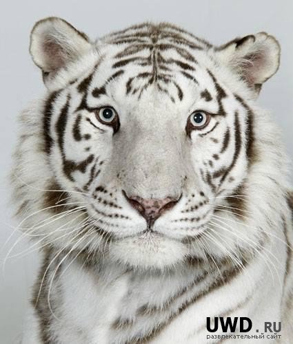 Белый тигр - тигр, белый тигр, хищник, животное - оригинал