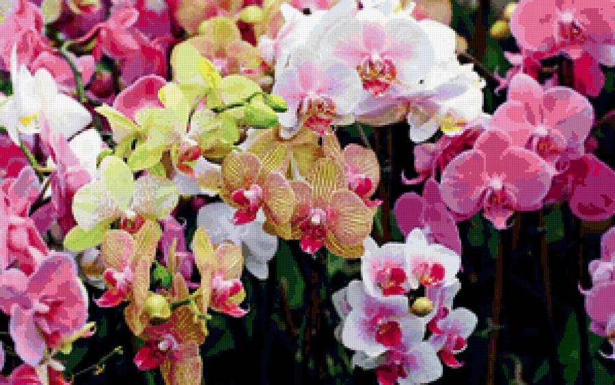 Орхидея - орхидея - предпросмотр