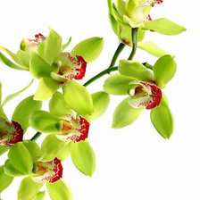 Оригинал схемы вышивки «Орхидея» (№382681)