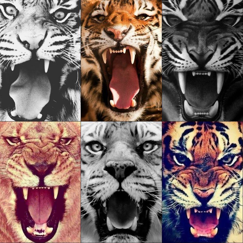 Тигры - тигры, животные - оригинал