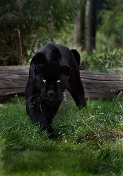 пантера - черный кот, пантера, кот, кошка, кошки, животные, глаза - оригинал