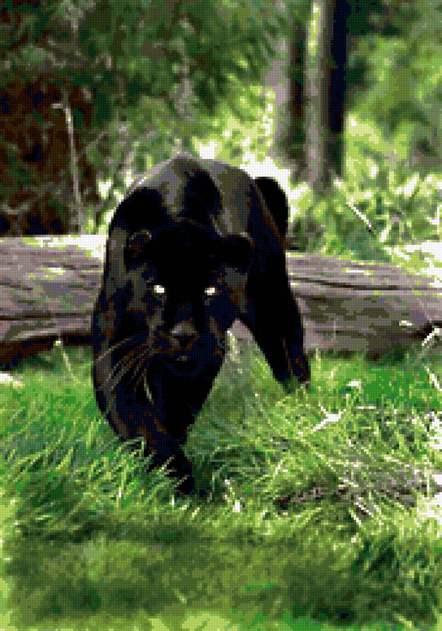 пантера - животные, кошки, черный кот, кошка, кот, пантера, глаза - предпросмотр