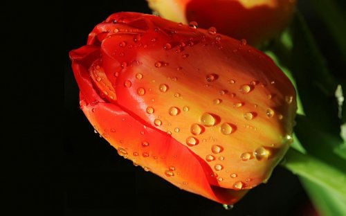 Тюльпаны в росе - тюльпан, цветок, гамма - оригинал