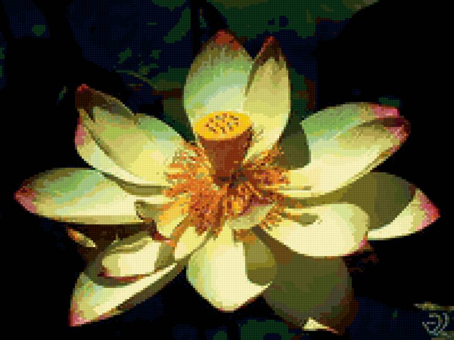 Лотос - лотос, водный цветок - предпросмотр